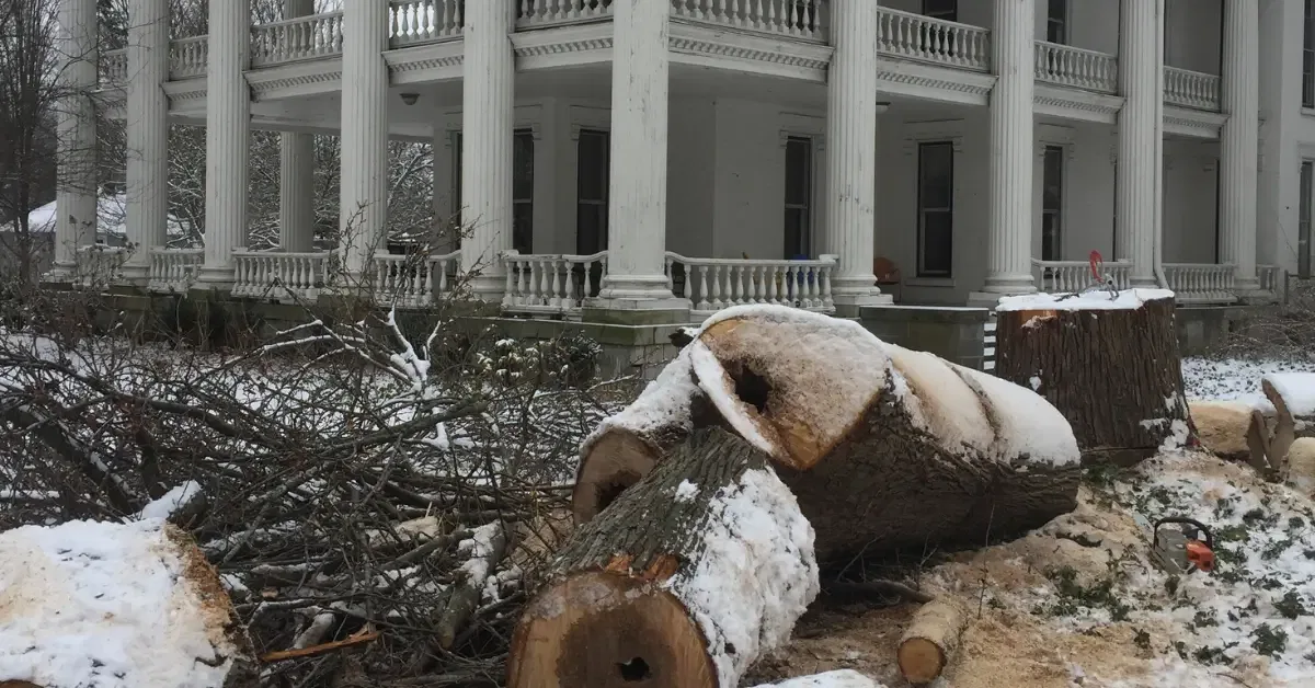 Stump Grinding Services
