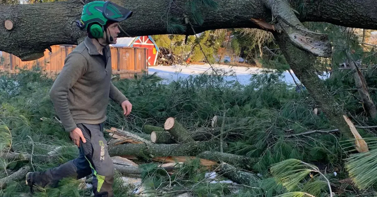 Tree Removal Services
