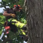 Tree and Shrub Pruning