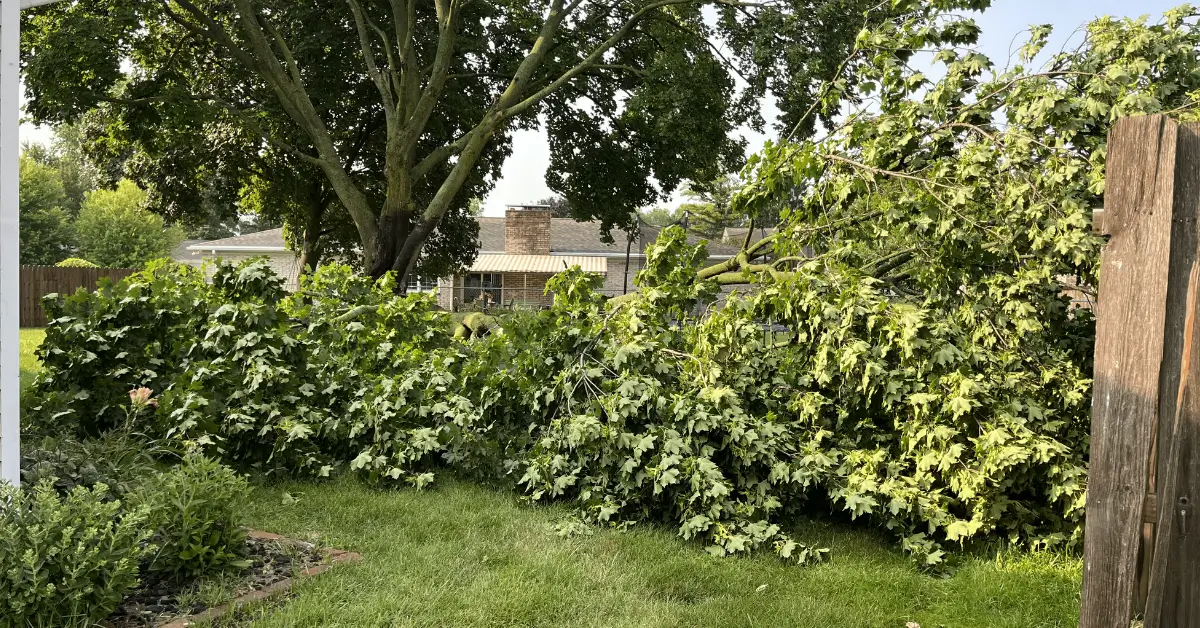 Emergency Tree Service
