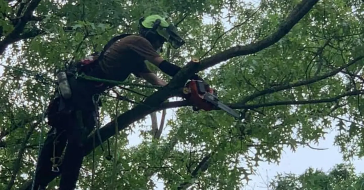 Tree & Shrub Pruning Services