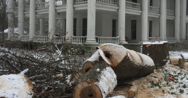Stump Grinding Services